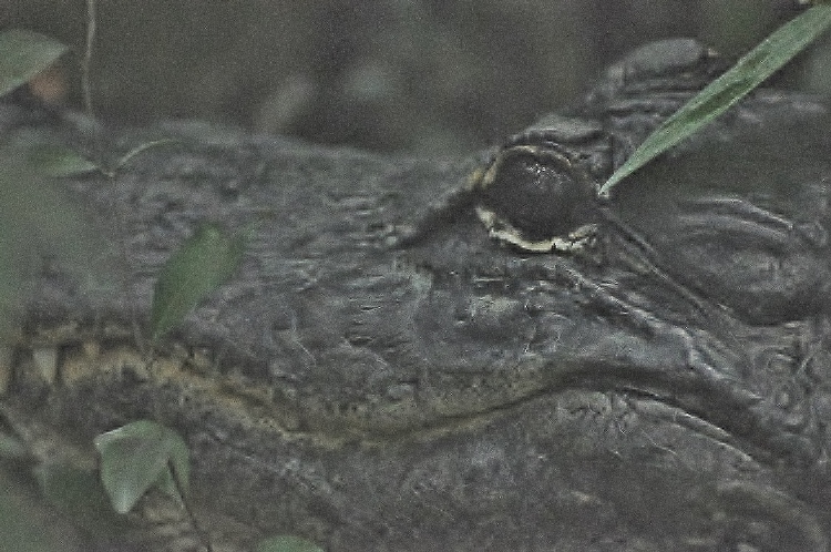 alligator